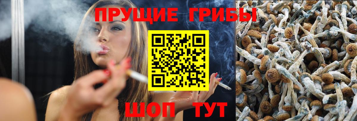 Псилоцибиновые грибы Psilocybine cubensis Аргун